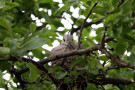 Collared Dove Nesting in Apple Tree, Guiseley